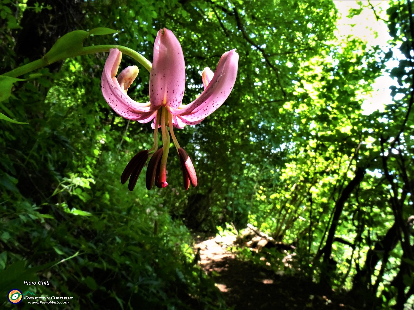 04 Lilium martagon (Giglio martagone).JPG